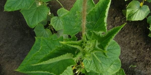 Uvijeni listovi krastavaca u stakleniku